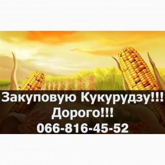 Закуповую Кукурудзу у великих обсягах! Надаємо конкурентні ціни, швидкий розрахунок