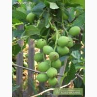 Продам саженци скороплодного грецкого ореха