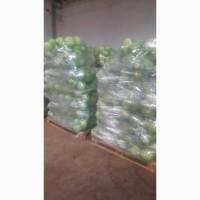 Продам Капусту(центуріон)