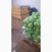 Продам Капусту(центуріон)