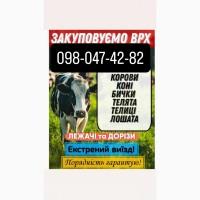 Закупівля ВРХ/Перевезення ВРХ