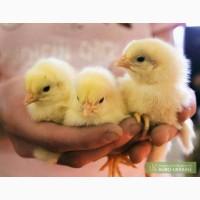 Продам суточных цыплят бройлера