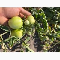 Продам зелений помідор для закрутки сорт асвон є обем