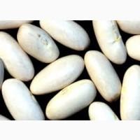 Куплю квасолю для потреб підприємства