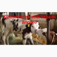 Закупляємо бики телята по всій Україні оптом
