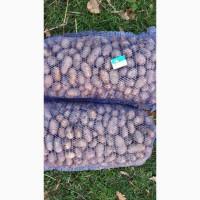 Продам насiння картоплi Беларосса та рiвьера