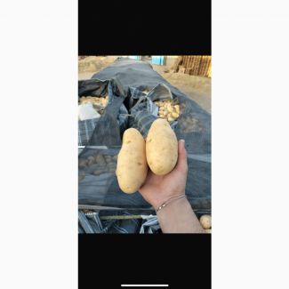 Продам молодой картофель
