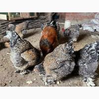 Яйце інкубаційне.Курчата, Брама: золото, фарфорова, ізабелла