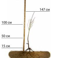 Саджанці персика Вайн Голд Т3 - 1-річний
