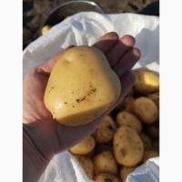 Продам молоду картоплю