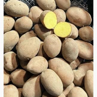Пропонуємо реалізацію насіннєвої картоплі білих та червоних сортів. Опт від 10 тонн