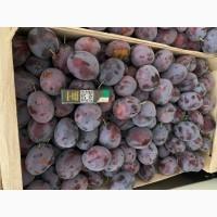 Продам сливу пізня храмова