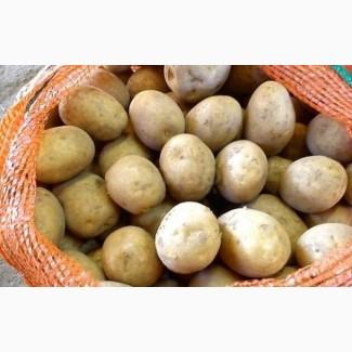 Реалізуємо насіннєву картоплю різних сортів: 1, 2, 3 репродукції, опт від 10 тонн