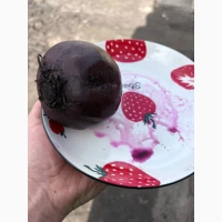 Продам столовий буряк, гарна якість
