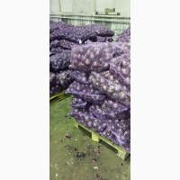 Продам червону цибулю