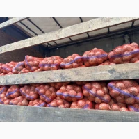 Продам цибулю велику зимову