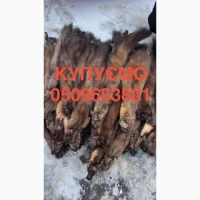 Купуємо шкіри шкури куниці бобра норки ДОРОГО