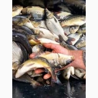 Продам рибу малька однорічка двох річку