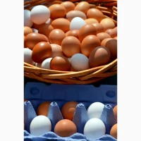 Продам Домашні Курячі Яйця Молодих Курей