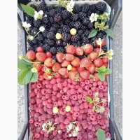 Куплю смородину порічку вишню