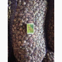 Часник на посадку сорту Любаша (1-ша репродукція)