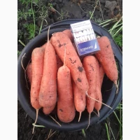 Продам моркву