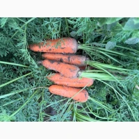 Продам моркву