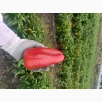 Перець сорту Польоту