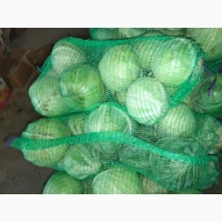 Продам Капусту зимних сортов Агрессор и Бригадир