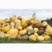 Тыква (кормовая) недорого