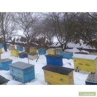 Продам бджолопакети