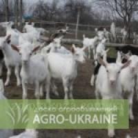 Продажа племенных козлят зааненской породы
