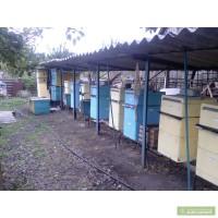 Продам пасеку