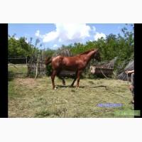 Орловский рысак