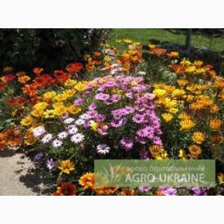 Продам цветы - газания, петуния, вербена, чорнобривцы,пеларгония...