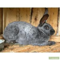 Продам кроликов серебристой породы