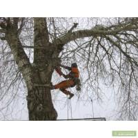 Спил деревьев Киев, обрезка кустарника, Корчевание пней