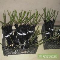 Продам Сажанцы РОЗ и Ирис!