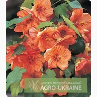 Семена абутилона - Abutilon F1 (Китано)