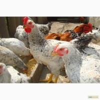 Продам домашних курей мясных пород