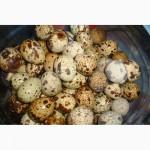 Продам домашних курей мясных пород