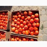 Продам Помидор Примадонна