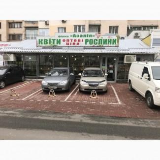 Тюльпаны оптом из Голландии от оптового магазина цветов Азалия