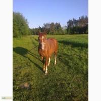 Продам кобилу (терміново)