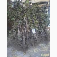 Продам саженцы черной смородины