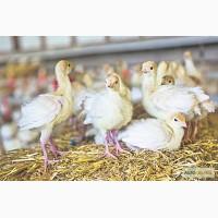 Продам добових індичат