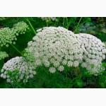 Продам эхинацею, мелиссу, котовник, календула