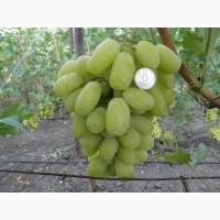 Продаем свежий вкусный крупный виноград