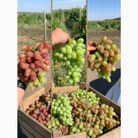 Хозяйство продаст спелый крупный вкусный виноград