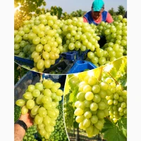 Хозяйство продаст спелый крупный вкусный виноград